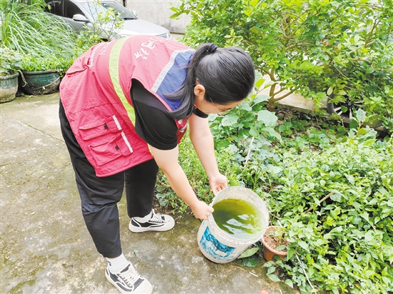 市疾控中心工作人員清理積水以預(yù)防登革熱。