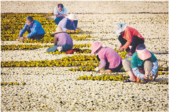 2023年，新會陳皮全產(chǎn)業(yè)鏈總產(chǎn)值達230億元。