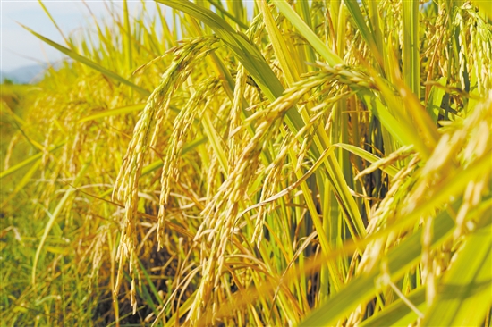 江門金黃色的稻谷呈現(xiàn)出一幅美麗鄉(xiāng)村畫卷，吸引游人來欣賞田園風(fēng)光。