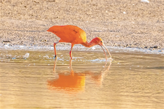 這只美洲紅鹮在淺水區(qū)覓食。