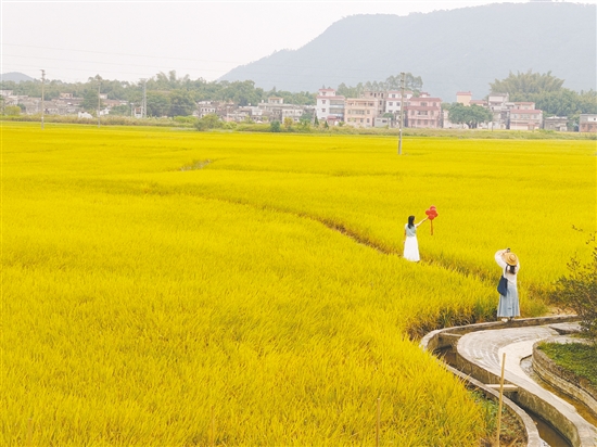 稻田游吸引眾多游客。