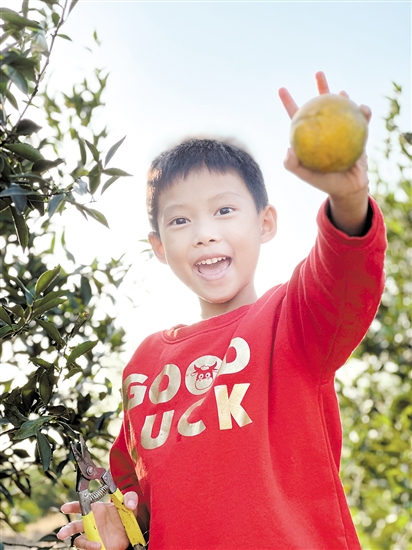 不少親子家庭體驗(yàn)摘柑樂(lè)趣。