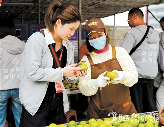 游客在柑園動手開皮，體驗新會陳皮的制作過程。