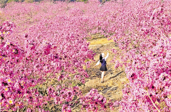 鶴山市共和鎮(zhèn)來蘇村的紫花風(fēng)鈴木綻放。
