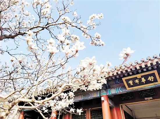 春天，北京頤和園的白玉蘭盛放，尋芳賞春正當(dāng)時(shí)。