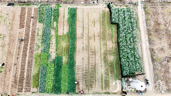 村民劉錦雄在呂步村租用約0.8公頃富含礦物質(zhì)和微量元素的優(yōu)質(zhì)土地，開展荷塘芥蘭培育工作。