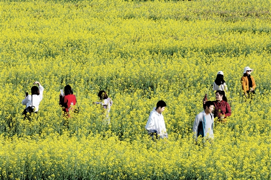都市農(nóng)業(yè)生態(tài)園一年四季都游人如織。