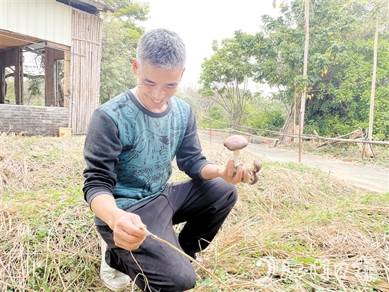 勞浩山介紹赤松茸時滔滔不絕。