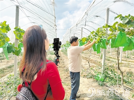 專業(yè)主播手持手機(jī)在農(nóng)場(chǎng)直播帶貨。