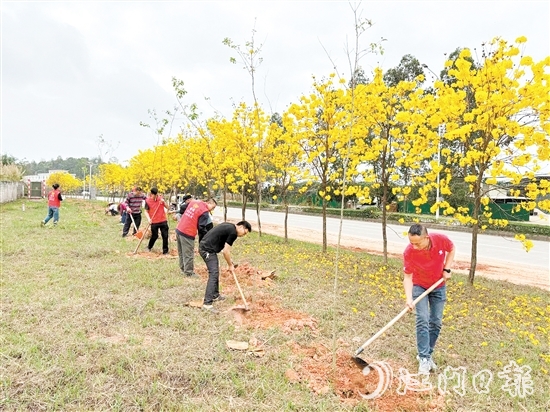宅梧鎮(zhèn)組織開展植樹活動。