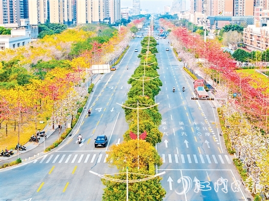 在無人機航拍鏡頭下，金甌路西延線綿延幾公里的花帶令人驚艷，宛如一幅流動的繁花長卷。劉瓊