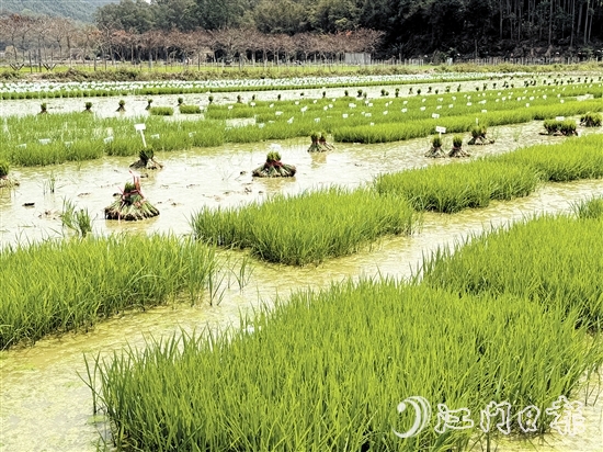 在陽光的照耀下，育苗水田上的稻苗煥發(fā)出勃勃生機。