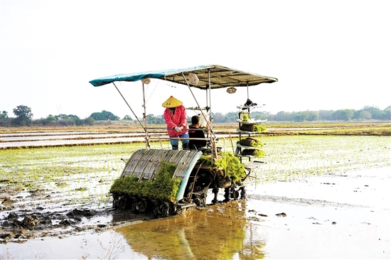 機械化作業(yè)提高農(nóng)戶種糧效益。