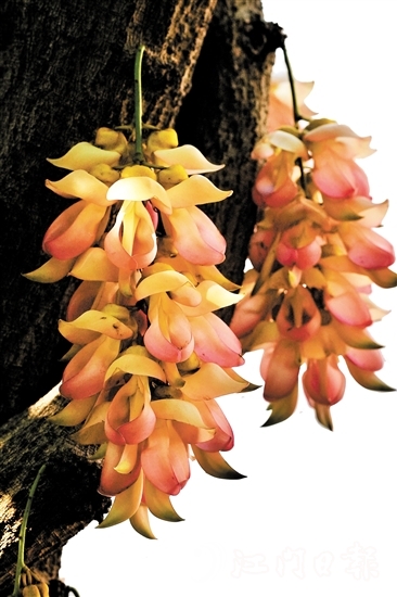 粉色禾雀花是大雁山風(fēng)景區(qū)特有的野生品種。