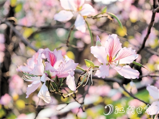 在沙坪河南岸濕地公園，宮粉紫荊燦爛綻放。