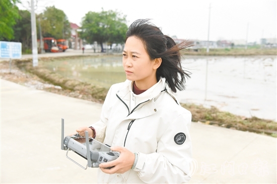 李坤蘭在田埂邊操作植保無人機。