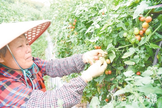 水塘村的圣女果迎來收獲季，農(nóng)戶忙著采摘。