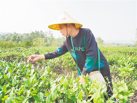 莫華振在茶園里采摘春茶，經(jīng)過(guò)數(shù)年培育，今年茶園迎來(lái)豐收。