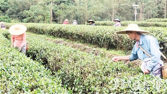 茶農(nóng)們正抓緊采摘春茶。