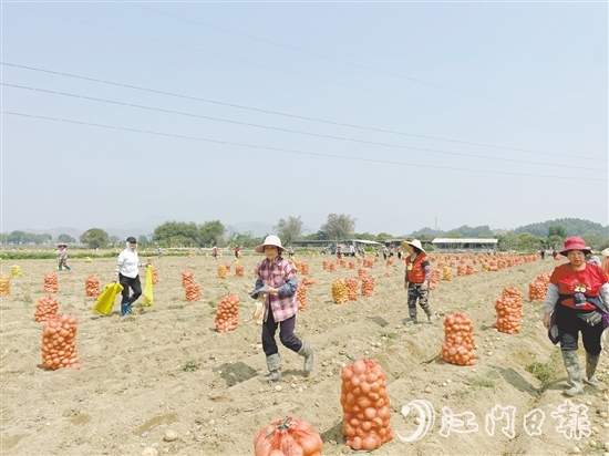 恩平市作為全省“社村合作”12個試點之一，“社村合作”通過技術支持、拓寬渠道、品牌賦能等方式，助力馬鈴薯產(chǎn)業(yè)向好發(fā)展。