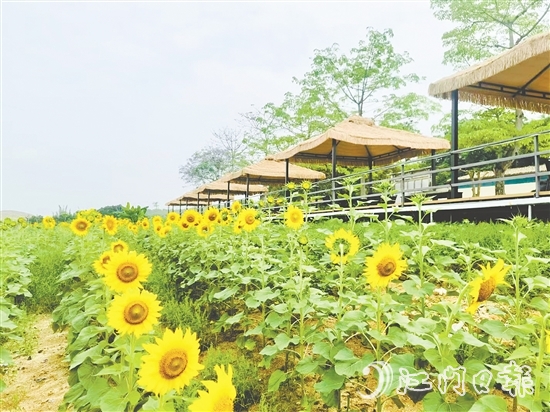 行走在西坑村，綠樹成蔭、鮮花盛開、空氣清新，一幅生態(tài)宜居的美麗鄉(xiāng)村畫卷徐徐展開。