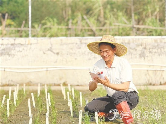 臺山市農(nóng)業(yè)技術(shù)推廣中心良種示范場場長謝文青
