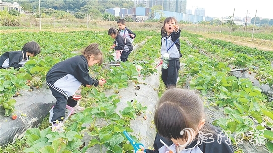 每逢周末，不少孩子來到臺城街道桂水村的小鮮農(nóng)場體驗(yàn)采摘果蔬的樂趣。