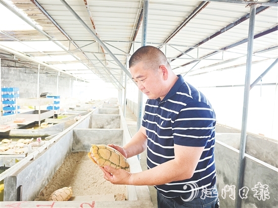 莫立覺仔細(xì)觀察種龜?shù)纳L情況。