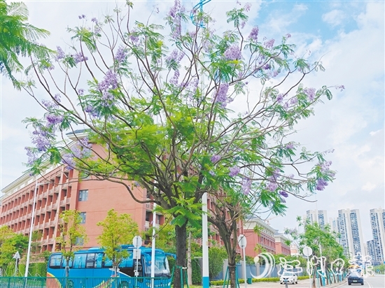 藍(lán)紫色的花朵如夢如幻。