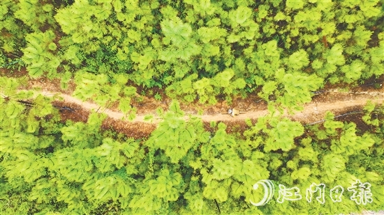 選手們騎行在山林間，和恩平美麗自然風(fēng)光融為一體。