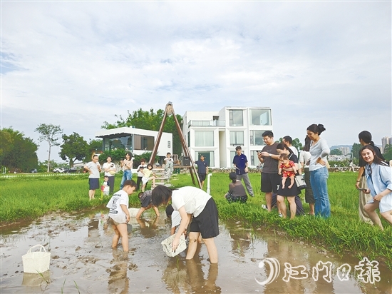 近段時間，不少外地游客專門到恩平市簕菜文化創(chuàng)意園參與農(nóng)耕活動。
