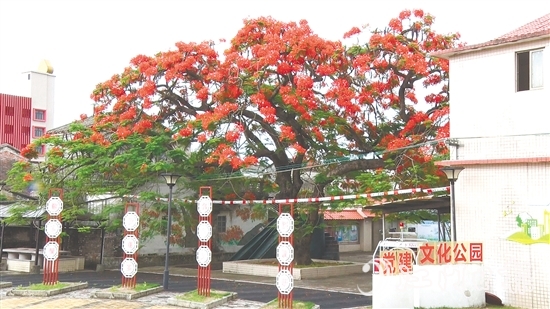 坑口村的鳳凰花盛開，恰似天邊燃燒的云霞。
