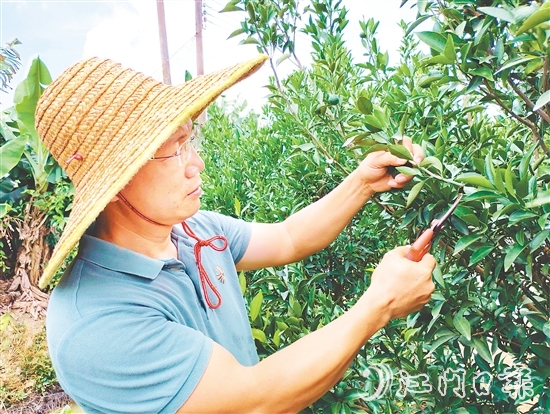 葉朝勝正為新會柑樹修剪枝葉。