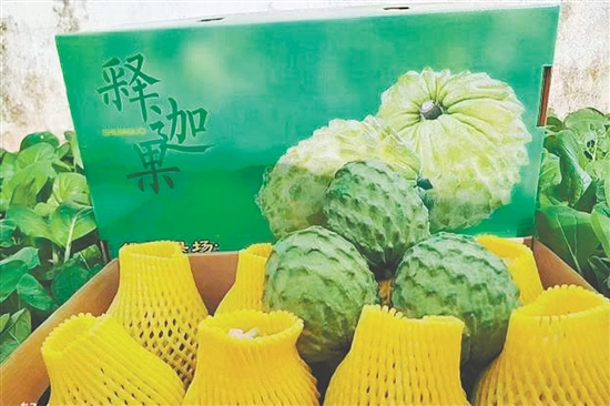 昆中村聚力發(fā)展釋迦果種植，走出“甜蜜致富路”。