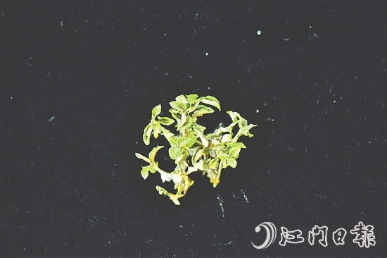 金線蘭全草均可入藥，曾被譽(yù)為“藥中之王”。