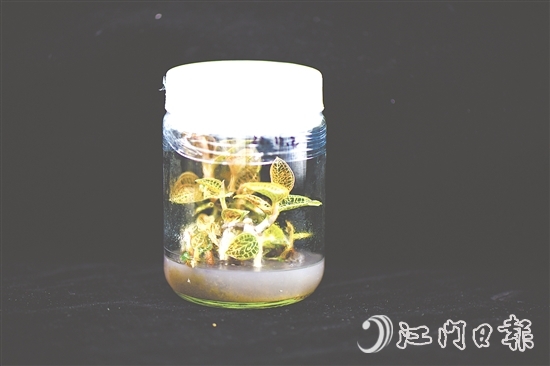 金線蘭全草均可入藥，曾被譽(yù)為“藥中之王”。