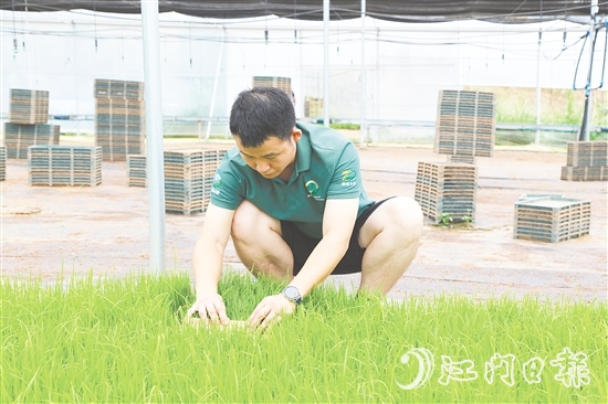 育秧大棚里，王曉庭俯身察看秧苗長勢。