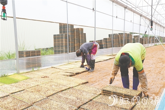 江門市德稻農(nóng)業(yè)種植合作社育秧中心年產(chǎn)32萬盤秧苗，不僅滿足周邊種植大戶的需求，還將秧苗賣到了大灣區(qū)和江西。