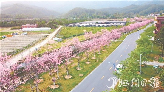 鶴山市堅(jiān)持全市“一盤棋”推進(jìn)鄉(xiāng)村綠化工作。圖為鶴城鎮(zhèn)城西村櫻花大道。