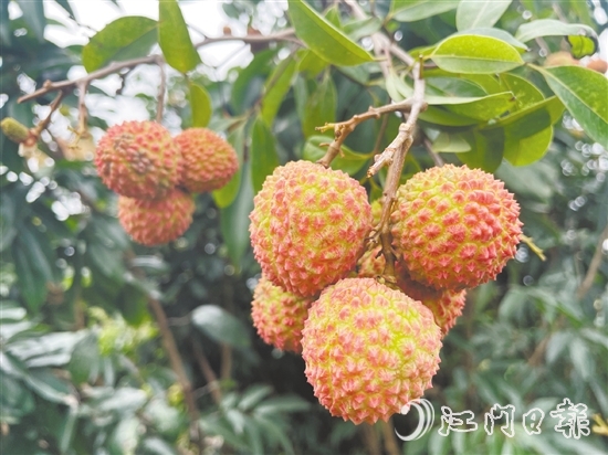 宅梧荔枝已陸續(xù)泛紅。