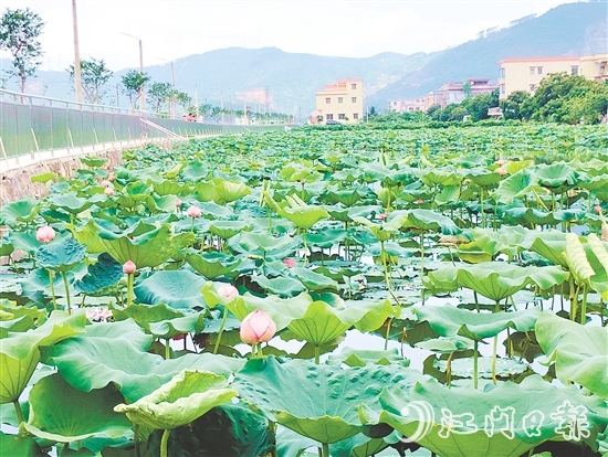 村內新增的荷花池風景優(yōu)美，成為村民休閑放松的好去處。