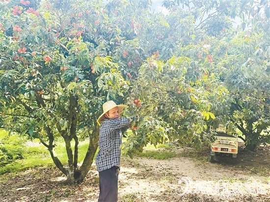 北陡鎮(zhèn)部分品種的荔枝已上市。