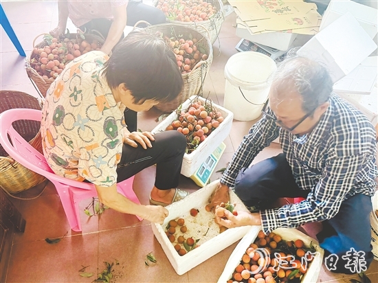 北陡鎮(zhèn)的果農(nóng)忙著將荔枝分揀裝箱。