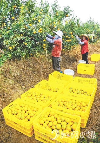 恩平壯大茶枝柑產(chǎn)業(yè)，帶動(dòng)農(nóng)戶增收致富。