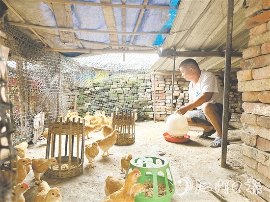 勞大叔掌握養(yǎng)雞技術(shù)后，家里的生活發(fā)生了變化。