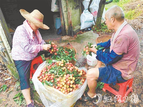 果園內(nèi)，果農(nóng)在整理剛摘下的荔枝。