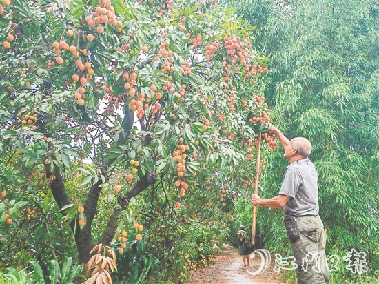 慈溪村荔枝批量上市，紅色的果實(shí)壓彎了枝頭。