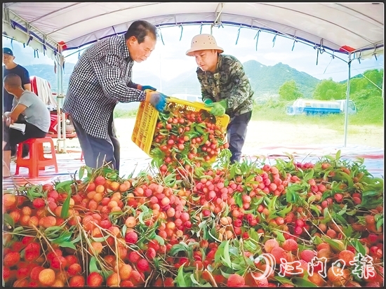 臺山市新時代文明實踐中心發(fā)揮“8+N”志愿服務(wù)總隊牽頭作用，聯(lián)合北陡鎮(zhèn)新時代文明實踐所加強與當?shù)剞r(nóng)業(yè)部門的溝通對接，助力打響北陡荔枝品牌，成為新時代文明實踐的鮮活注腳。