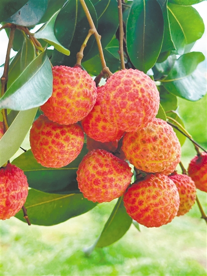 荔枝雖味美，但不要貪吃。