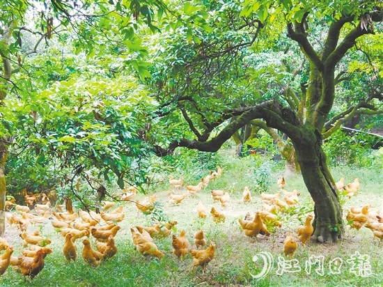 金雞鎮(zhèn)立足資源稟賦，加快推動農(nóng)業(yè)產(chǎn)業(yè)轉(zhuǎn)型升級，通過整合鎮(zhèn)域八大類22個特色農(nóng)產(chǎn)品，打造“金雞優(yōu)品”區(qū)域品牌。